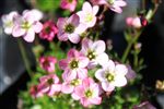 Saxifraga 