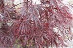 Acer palmatum dissectum 