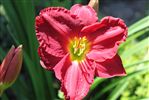 Hemerocallis 