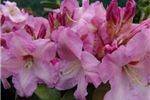 Rhododendron 
