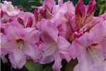 Rhododendron 