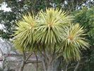 Cordyline australis 