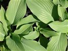 Hosta 