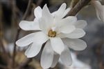 Magnolia stellata 