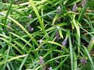 Liriope muscari