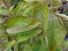 Cornus florida 