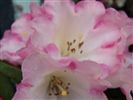 Rhododendron 