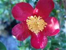 Camellia sasanqua 