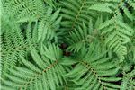 Dicksonia fibrosa (Tree Fern)