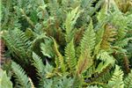 Polystichum vestitum (Shield Fern)