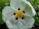 Cistus lusitanicus (Rock Rose)