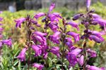 Penstemon 