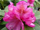 Rhododendron 