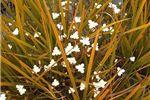 Libertia peregrinans (NZ Iris)