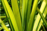 Cordyline australis 