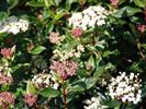 Viburnum tinus 