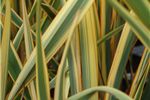 Phormium cookianum 