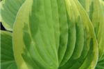 Hosta 