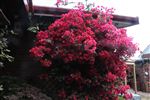 Bougainvillea Scarlet