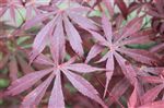 Acer palmatum 