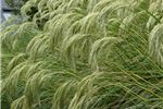 Chinochloa flavicans