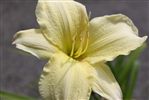 Hemerocallis 