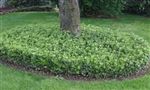 Pachysandra terminalis