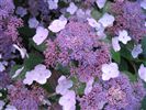 Hydrangea aspera 