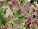 Clematis montana 