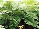 Dicksonia squarrosa (Tree Fern)