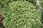 Pittosporum 