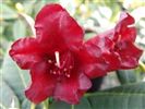 Rhododendron 