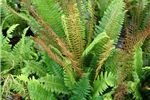 Blechnum discolor (Crown Fern)