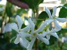 Trachelospermum jasminoides