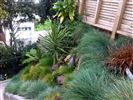 Festuca garden