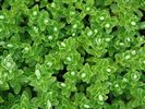 Hebe evenosa