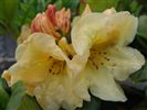 Rhododendron 