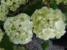 Viburnum plicatum 