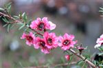 Leptospermum 