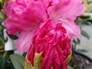 Rhododendron 