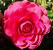 Camellia japonica 