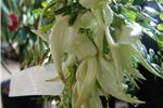 Clianthus puniceus 