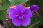 Tibouchina urvilleana 