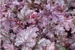 Heuchera 