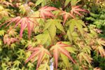 Acer palmatum 