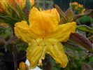 Azalea 