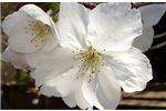 Prunus 