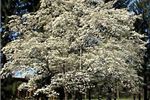 Cornus florida (North American Dogwood)