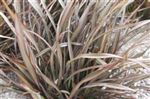 Phormium 