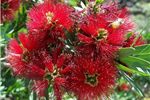 Callistemon viminalis 